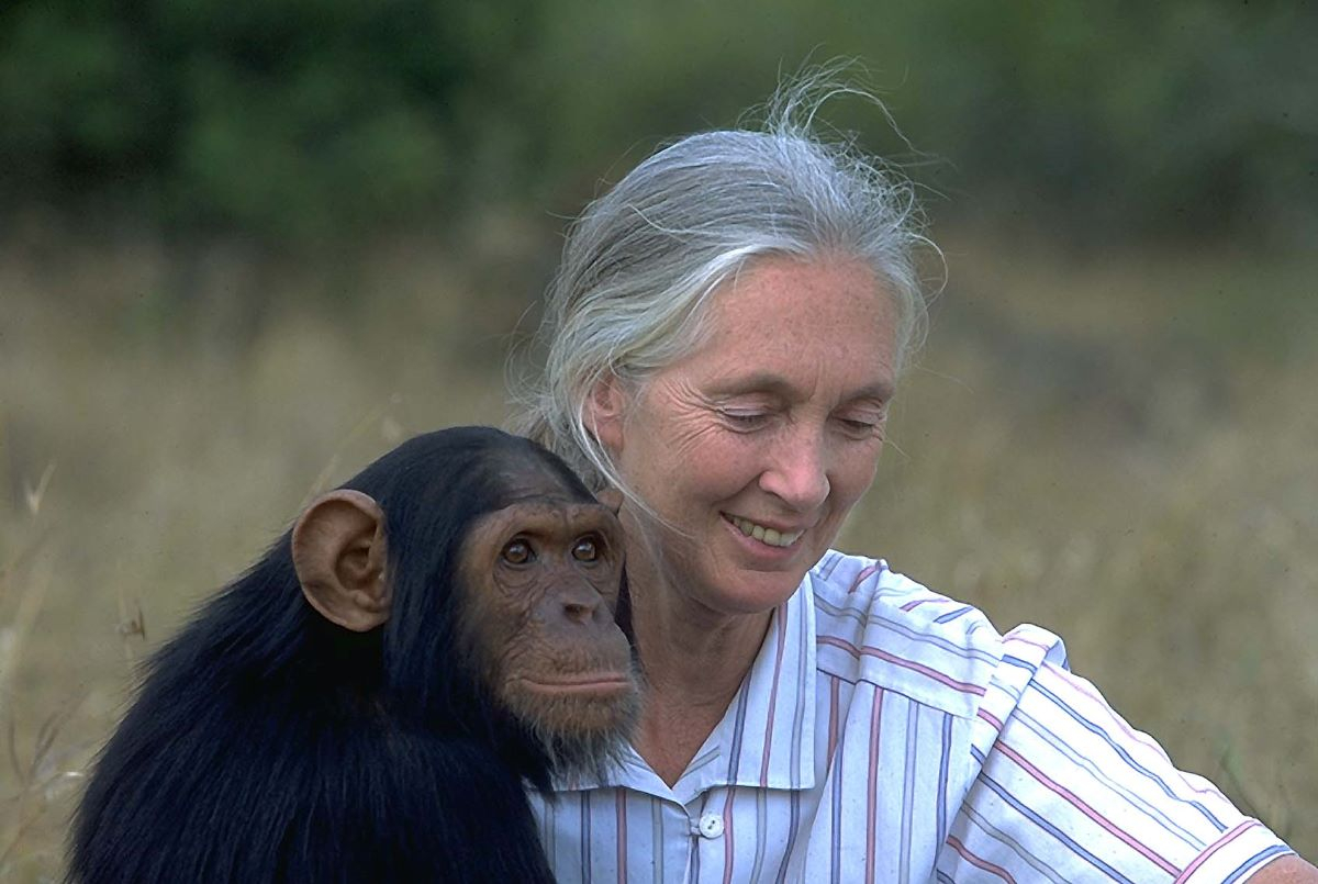 Disparition de Jane Goodall